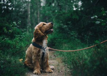 Senior Dog Care Tips